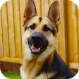 Icon of program: police dog criminal chase