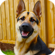 Icon of program: police dog criminal chase