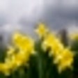 Icono de programa: Beautiful Spring Flowers …