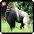 Icon of program: Animal documentaries