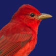 Icon of program: Wild About Birds!