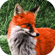 Icon of program: Animal Sounds Free