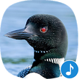 Appp.io - Loon Bird Sounds icon