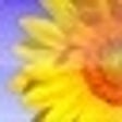 Icono de programa: Sophie's Cards