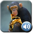 Icono de programa: Toddler Tapping Zoo Pics …