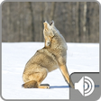 Icono de programa: Coyote Sounds