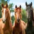 Icon of program: Horse Training - Learn Ho…