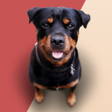 Icon of program: Barking Sounds
