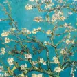 Icon of program: Almond Blossoms