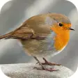 Icon of program: Robin. Birds Wallpapers