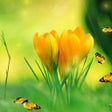 Icon of program: Spring Charm Screensaver