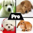 Icon of program: Cute HD Wallpapers Pro