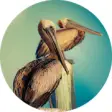 Icon of program: Best Pelican Wallpaper