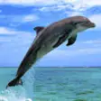 Icon of program: Dolphin Pics ! Lovely dol…