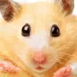 Icon of program: Hamster Jigsaw Puzzles - …