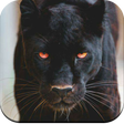 Icon of program: Black Panther HD Wallpape…