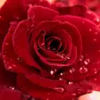 Icon of program: 3D Love Roses Live Wallpa…