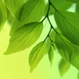 Icon of program: Galaxy S4 Leaf Live Wallp…