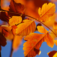 Icon of program: Autumn Live Wallpaper HD