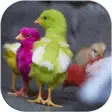 Icon of program: Chicks Wallpapers