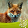 Icon of program: Fuchs Jagd