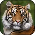 Icon of program: Tiger Wallpaper  - White …