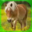Icon of program: Horses Dictionary