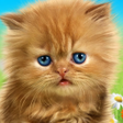 Icon of program: Talking baby cat.