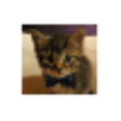 Icono de programa: The Daily Cute for Window…
