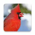 Icon of program: Cardinal Bird Sound Colle…