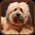 Icon of program: Anti Bark- Dog and Puppy …