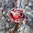 Icono de programa: Winter Flowers Live Wallp…