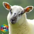 Icon of program: My Sheep Simulator