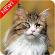 Icon of program: Maine Coon Cat Wallpaper