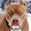 Icono de programa: Pitbull Wallpaper HD
