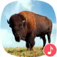 Icon of program: Appp.io - Buffalo and Bis…