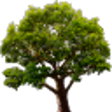 Icon of program: Lake Tree 3D Screensaver