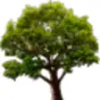 Icon of program: Lake Tree 3D Screensaver