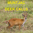 Icon of program: Muntjac Deer Calls
