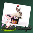 Icon of program: rabbits wonderful