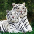 Icon of program: World of Zoo