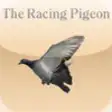 Icon of program: Racing Pigeon Pictorial I…