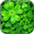Icono de programa: Lucky Charms Live Wallpap…