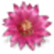 Icon of program: Flower Saver