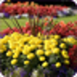 Icono de programa: Flower Garden Ideas