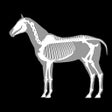Icon of program: 3D Horse Anatomy Software