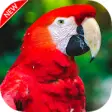 Icon of program: Parrot Wallpapers