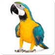 Icono de programa: Bird Sounds