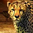 Icon of program: Cheetah King