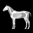 Icon of program: 3D Horse Anatomy Software